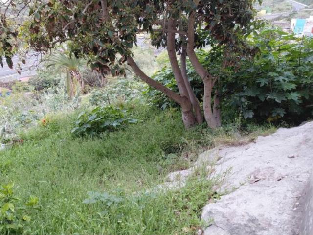 Terreno en Venta en Arucas