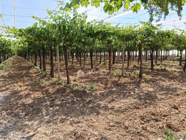 Terreno en Venta en Aspe