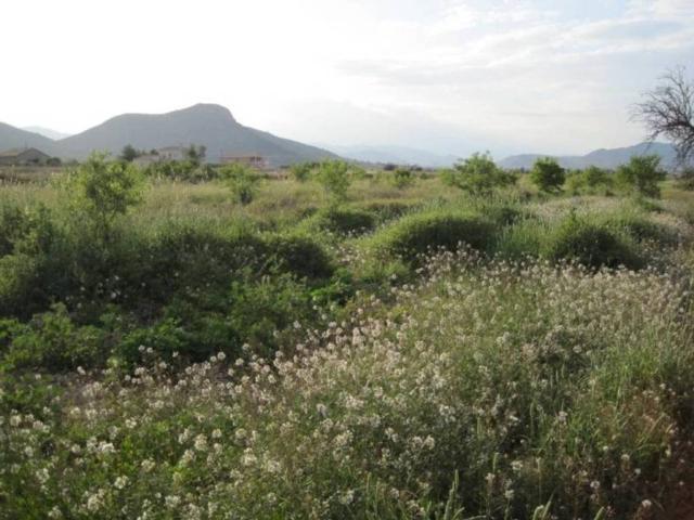 Terreno en Venta en Aspe