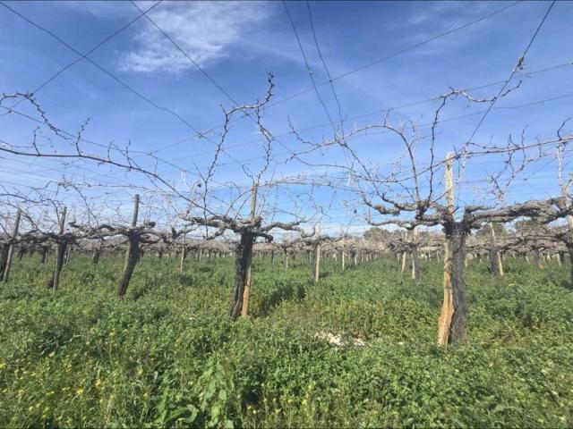 Terreno en Venta en Aspe
