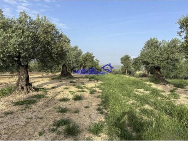 Terreno en Venta en Bujalance