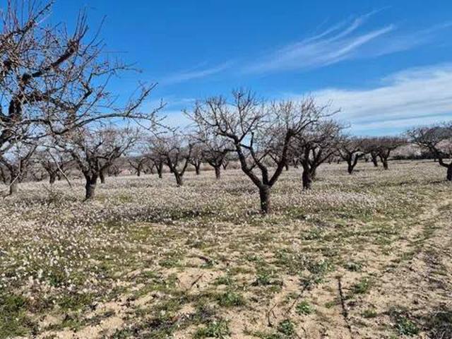 Terreno en Venta en Bullas