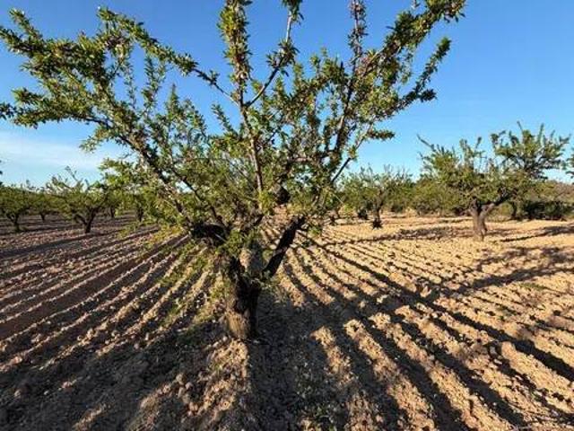 Terreno en Venta en Bullas