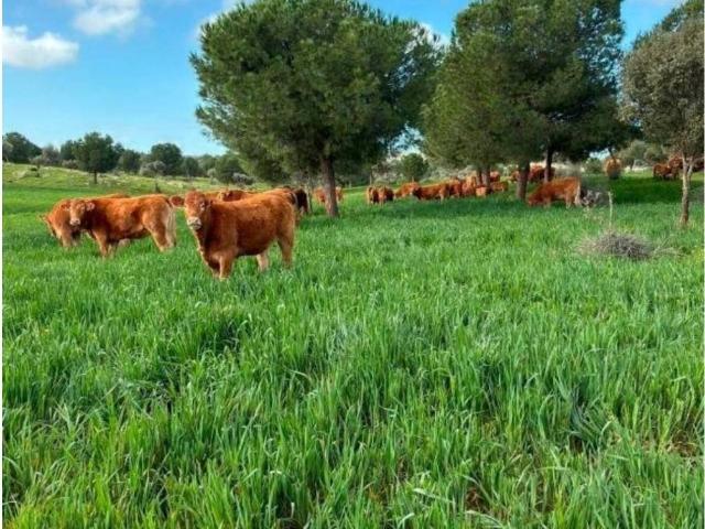 Terreno en Venta en Badajoz