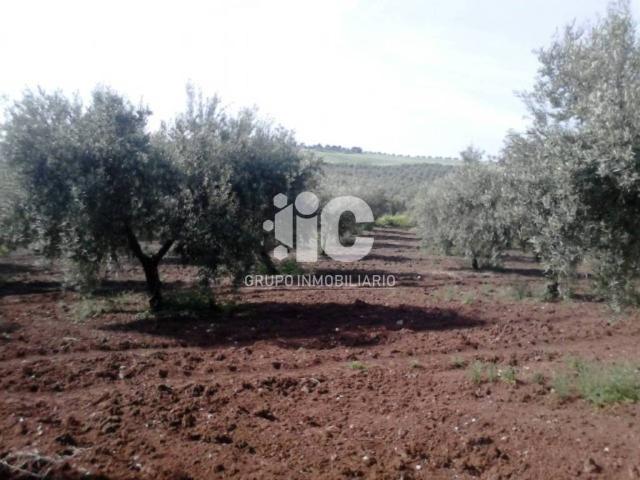Terreno en Venta en Baena