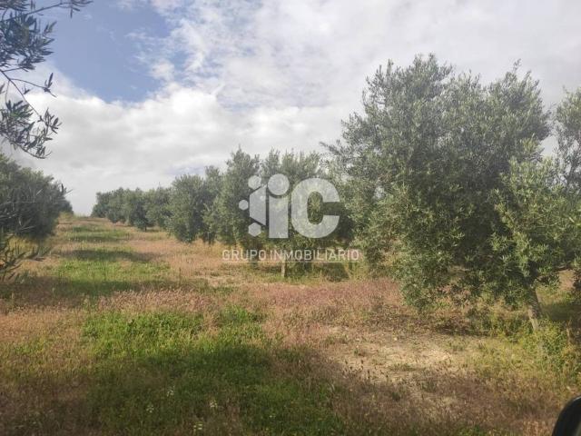 Terreno en Venta en Baena
