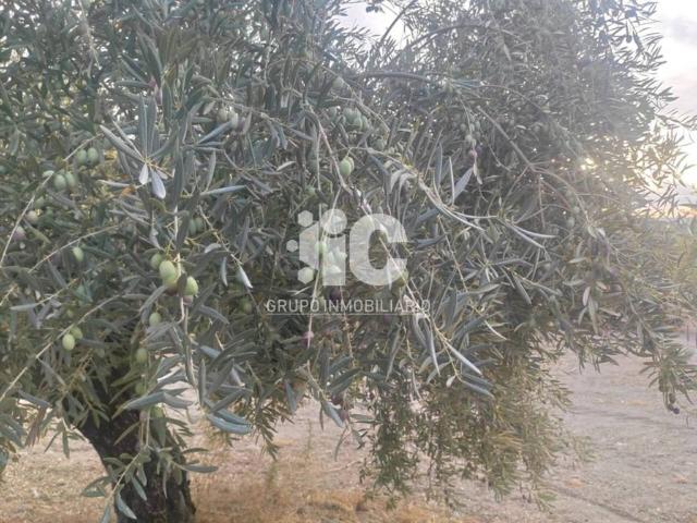 Terreno en Venta en Baena