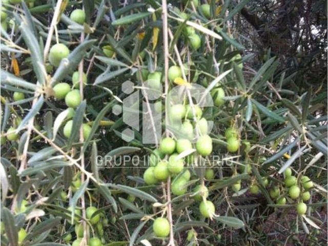 Terreno en Venta en Baena