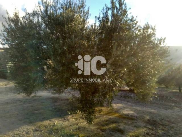 Terreno en Venta en Baena