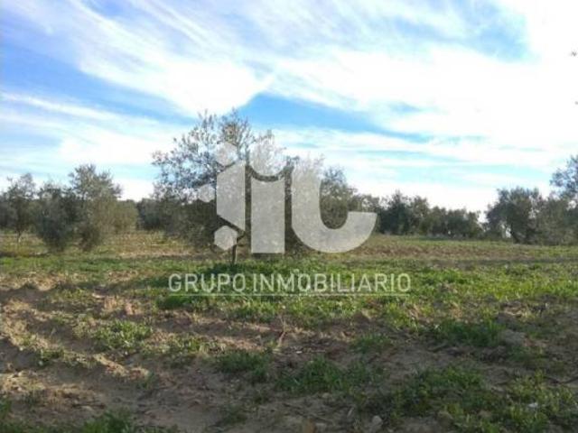 Terreno en Venta en Baena