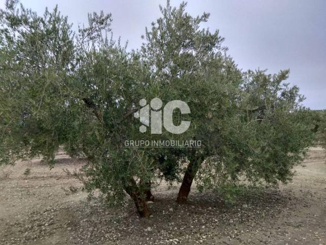 Terreno en Venta en Baena