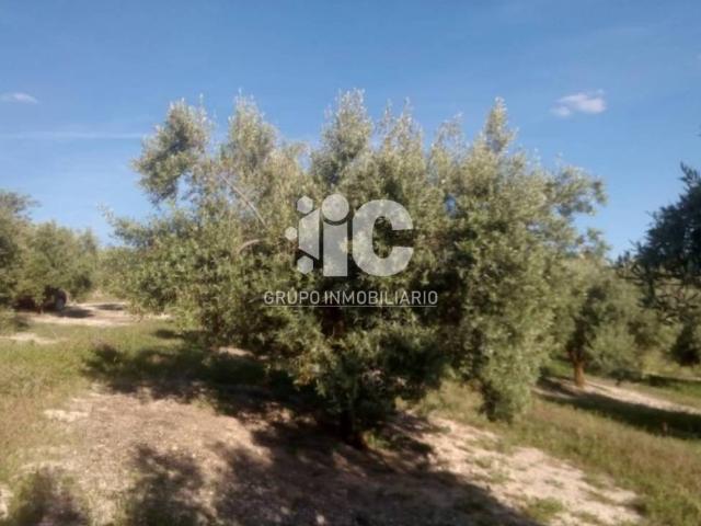Terreno en Venta en Baena