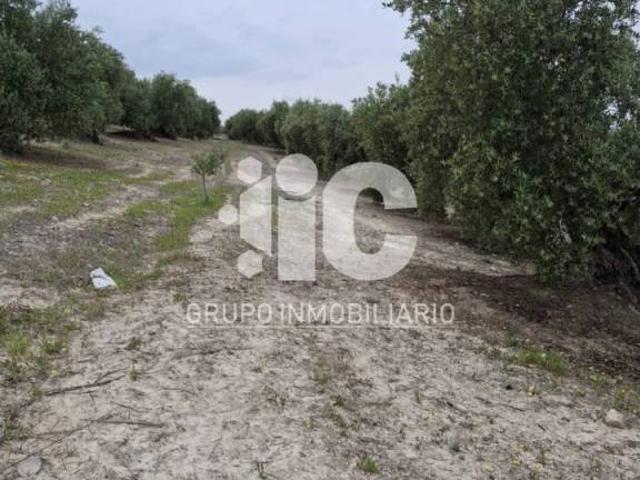 Terreno en Venta en Baena