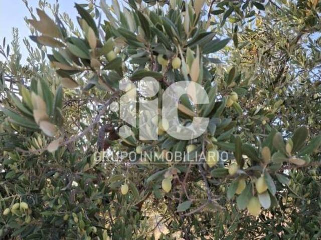 Terreno en Venta en Baena