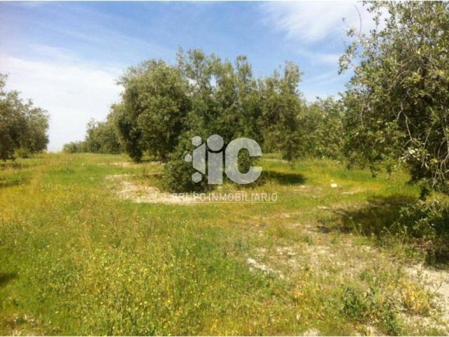 Terreno en Venta en Baena