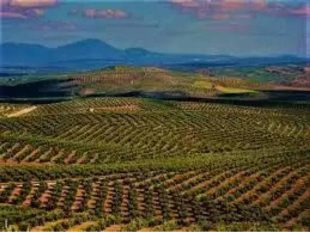 Terreno en Venta en Baena