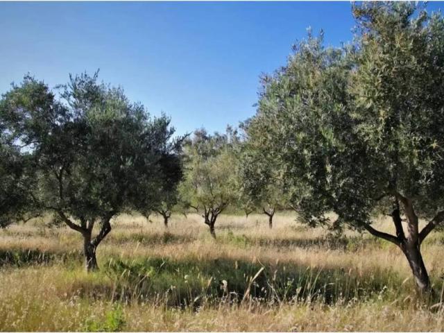 Terreno en Venta en Bailén