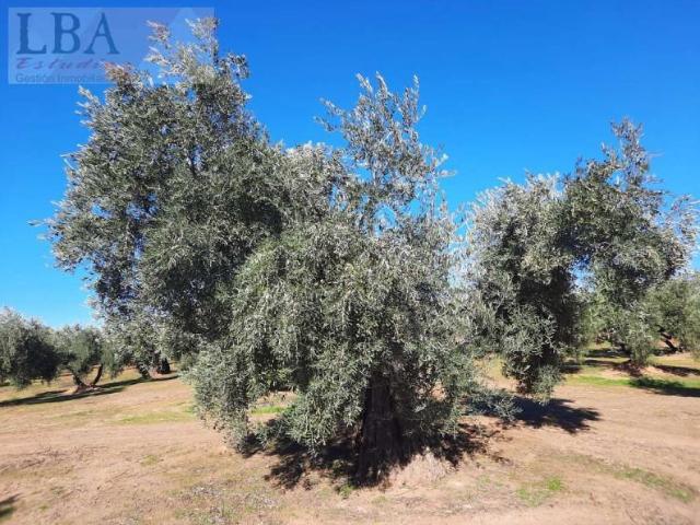 Terreno en venta en Bailén, Bailén
