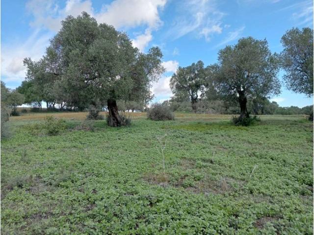 Terreno en Venta en Barbate