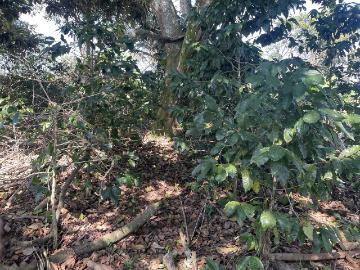 Terreno en venta en Baxtla, Teocelo, Veracruz de Ignacio de la Llave