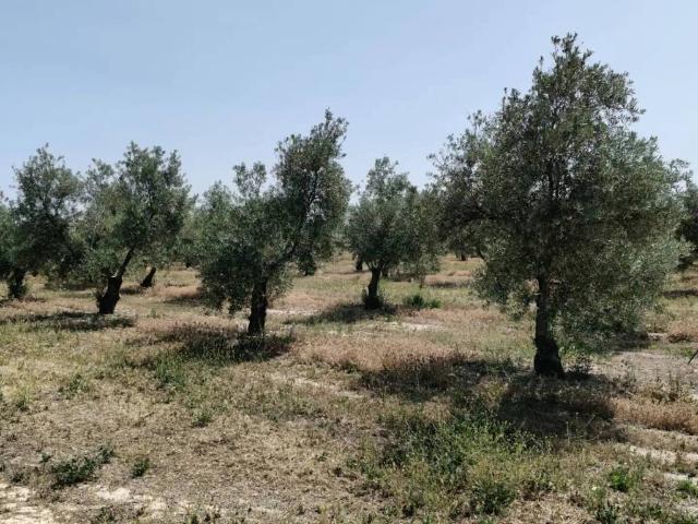 Terreno en Venta en Baza