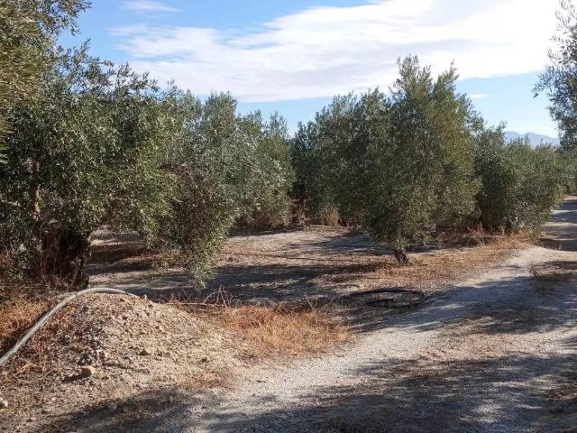 Terreno en Venta en Baza