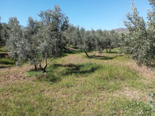 Terreno en Venta en Baza