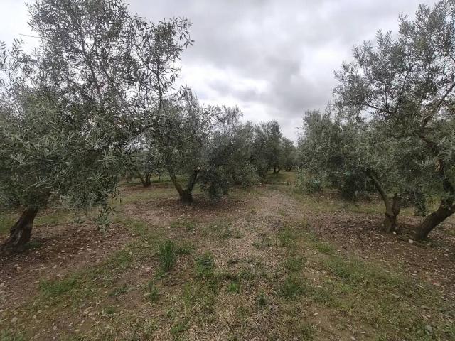 Terreno en Venta en Baza
