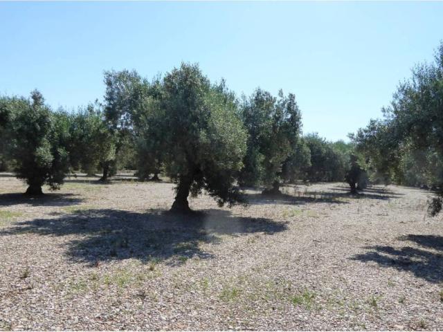 Terreno en Venta en Benicarló