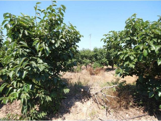 Terreno en Venta en Benicull de Xúquer