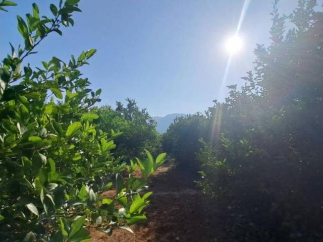 Terreno en Venta en Blanca