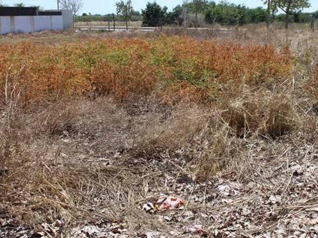Terreno en Venta en Borriana Burriana