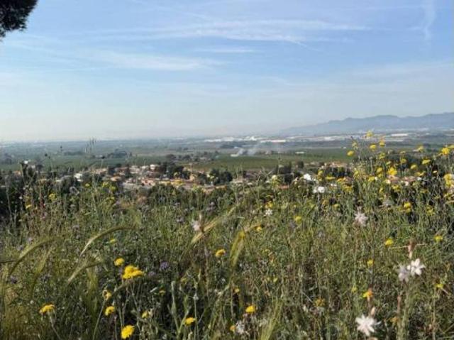 Terreno en Venta en Borriol