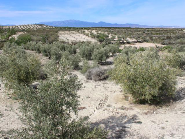 Terreno en venta en Cúllar