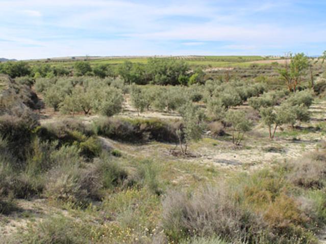 Terreno en venta en Cúllar