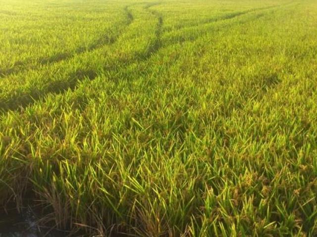 Terreno en venta en Cullera, Cullera