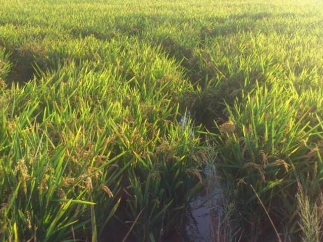 Terreno en venta en Cullera, Cullera