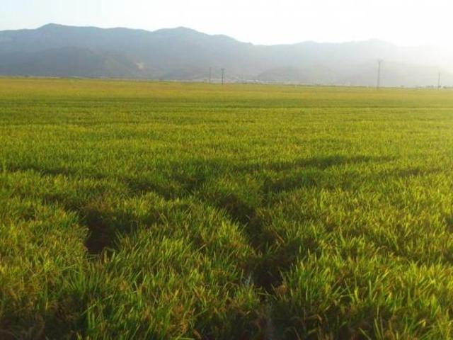 Terreno en venta en Cullera, Cullera