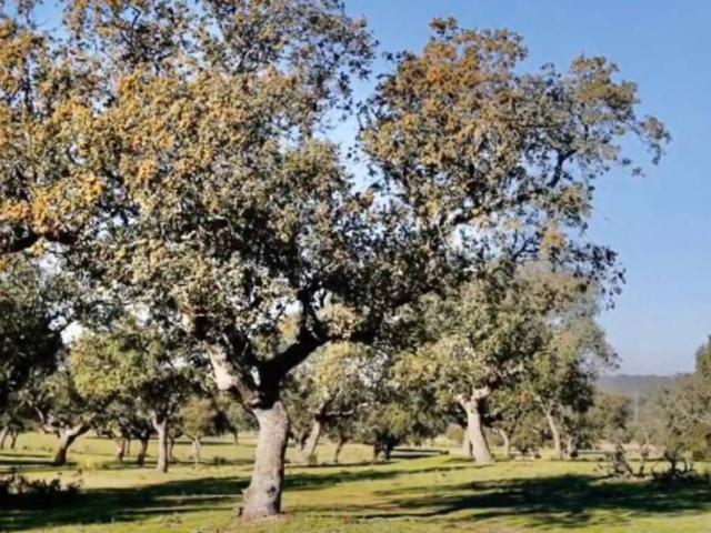Terreno en Venta en Cáceres