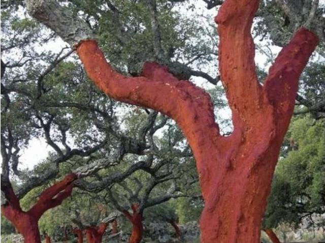 Terreno en Venta en Cáceres
