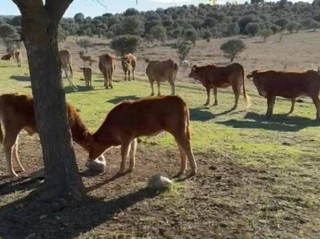 Terreno en Venta en Cáceres