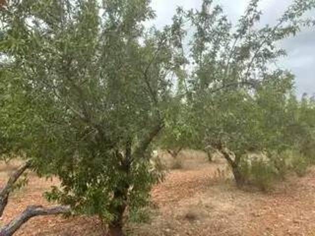 Terreno en Venta en Cabanes Castellón Castelló