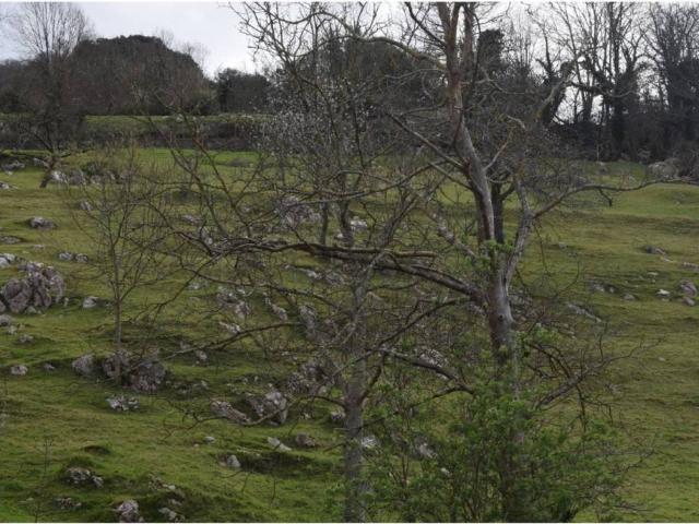 Terreno en Venta en Cabrales