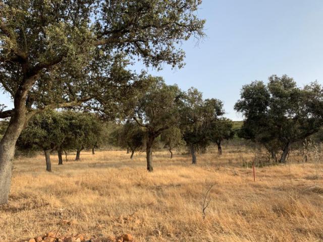 Terreno en venta en Calamonte, LAS CABRERIZAS, 06800