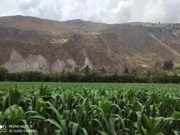 TERRENO en VENTA en CALCA CERCA A CARRETERA