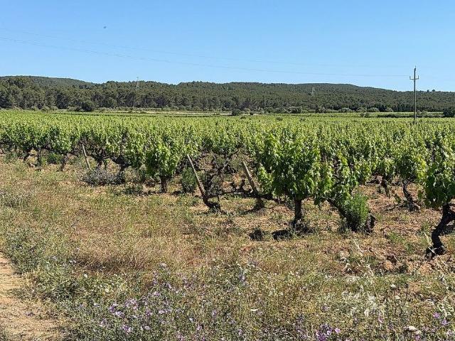 Terreno en venta en calle Arbos, Arboç, l´, de 10.000 m² por 37.927