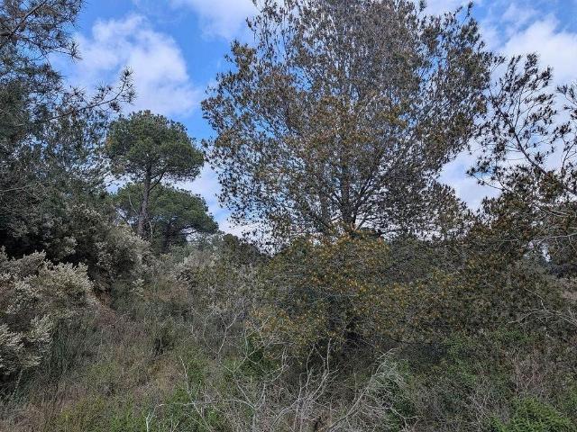 Terreno en venta en calle Del Gregal, Pedret i Marzà, de 32.000 m² por 25.000