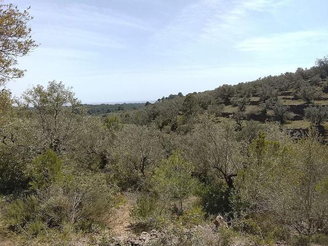 Terreno en venta en calle Partida Vinaixarop, Aldea, l´, de 20.845 m² por 52.000