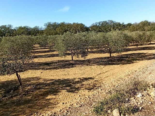 Terreno en venta en calle Quermanço, Pedret i Marzà, de 12.000 m² por 80.000