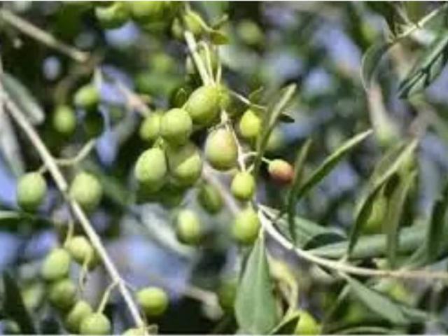 Terreno en Venta en Campillos